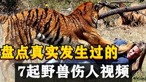 最新爆料斩虎事件视频大全,揭秘最新爆料事件视频大全  第1张